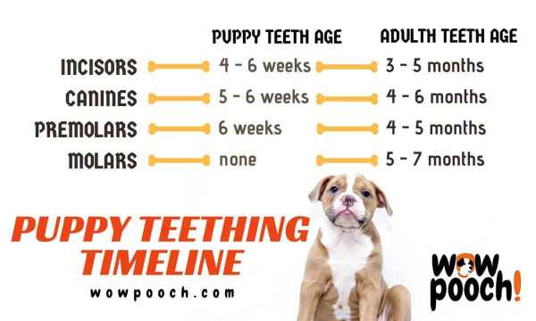 How To Deal With Your Puppy Teething And Nipping? WowPooch