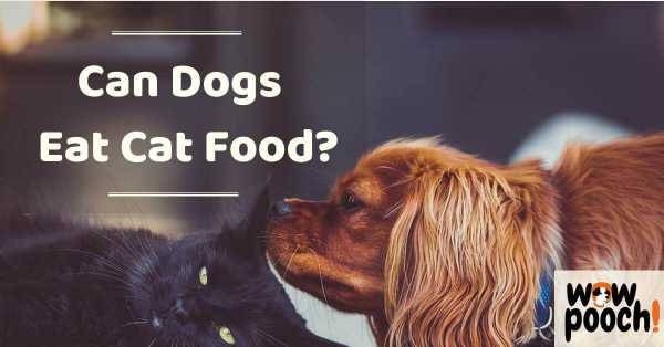 Dog Can eat Cat Food