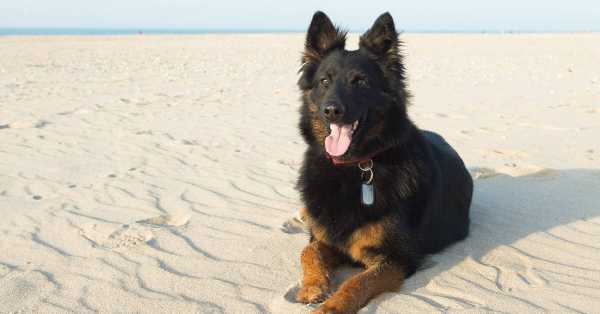 purina pro plan for german shepherd