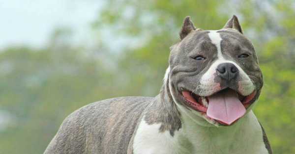 Best Dog Foods For American Bully Puppy 