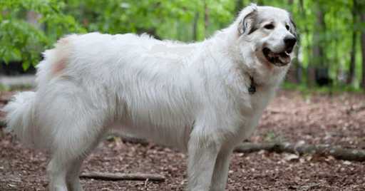 Great Pyrenees (Puppy & Adult) : Dry & Canned