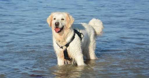 How To Keep Your Dog Cool In Hot Weather