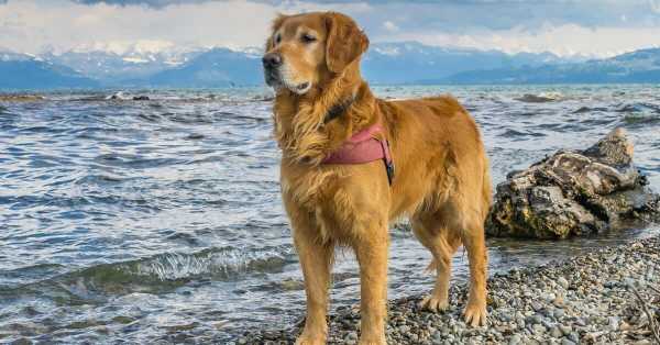 Golden Retriever Dog Breed Information, Pictures