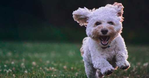 Poodle Dog Information, Pictures, Characteristics & Facts