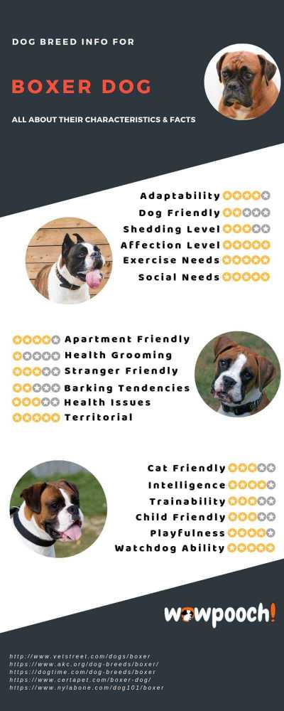 Boxer Dog Breed Info Characteristics