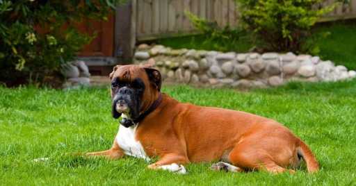 Boxer Dog Breed Information