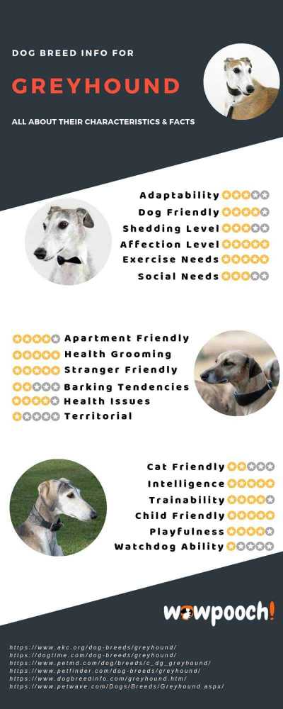 Greyhound Dog Breed Info Characteristics Facts