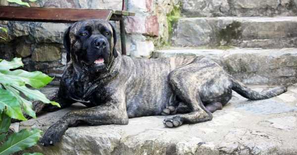 Best Dog Food For Cane Corso