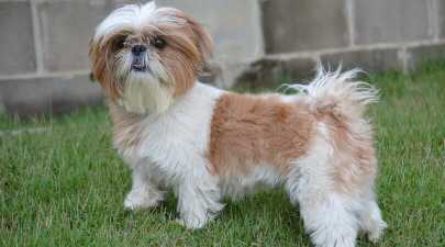 Shih Tzu Dog Breed Information, Pictures, Characteristics