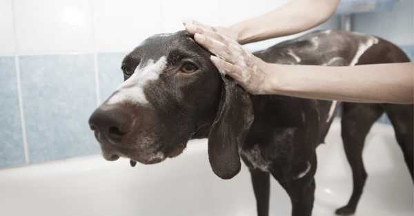 Waterless Dog Shampoo