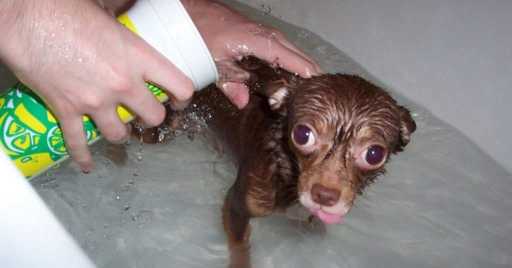 Dog Shampoo For Dandruff
