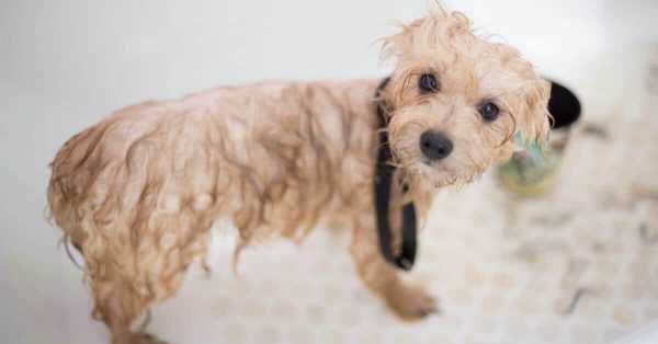 Dog Shampoos For Shedding