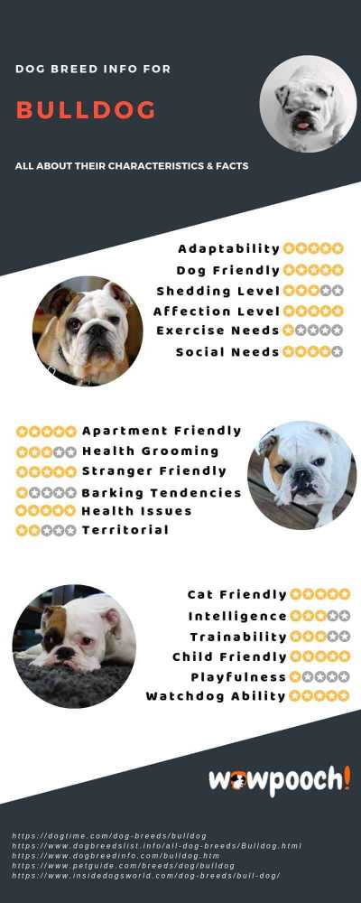 american-bulldog-breed-information-and-pictures