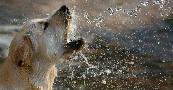 How Long Can A Dog Go Without Eating Or Drinking Water