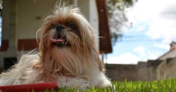 Dog Foods For Shih Tzu With Or Without Allergies