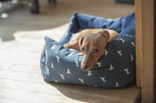 Hypoallergenic Dog Beds For Keeping Your Dogs Allergy Free