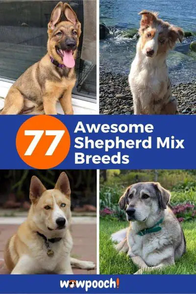 Gorgeous Shepherd Dog Mixes