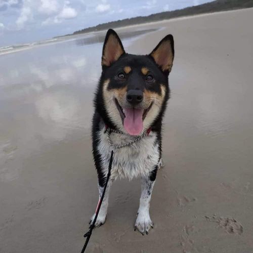 17 Awesome Shiba Inu Mixes For Non-Sporting Dog Breed Lovers