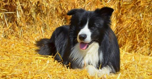 Dog Beds For Border Collies