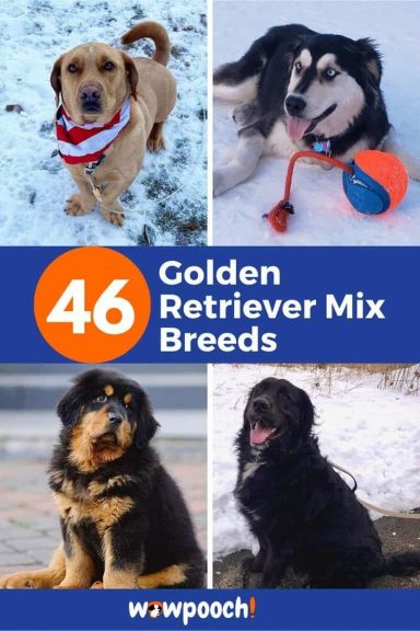 Golden Retriever Mixes