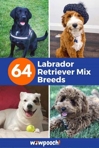 Labrador Retriever Mixes Breeds Lists
