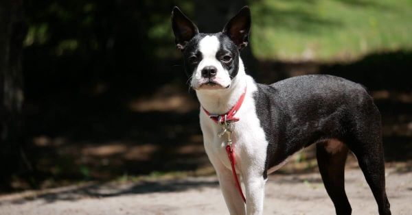 Dog Beds For Boston Terriers