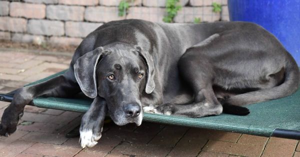 Dog Beds For Great Danes