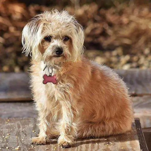 33 Yorkshire Terrier Mixes - Cool Yorkshire Terrier Cross Breeds Anyone ...