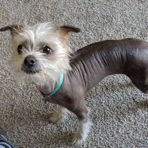 21 Chinese Crested Mix Breed Dogs WowPooch