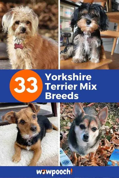 Yorkshire Terrier Mixes