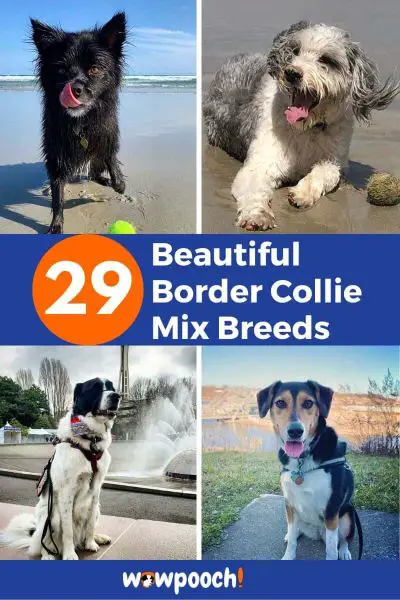 29 Border Collie Mix Breeds