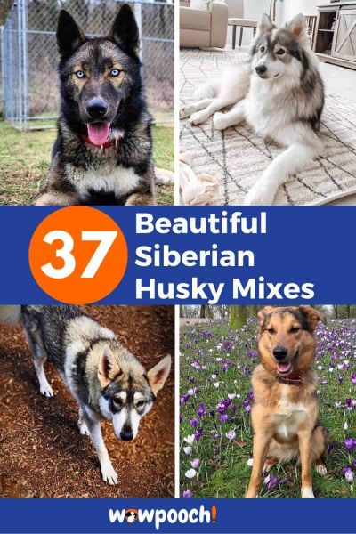 37 Strikingly Beautiful Siberian Husky Mixes Find The Perfect Husky Mix Wowpooch