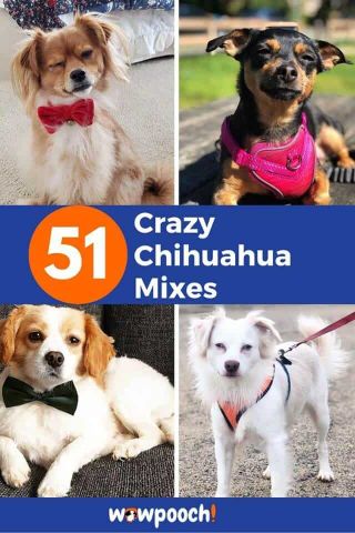 chihuahua mix breeds photos in list