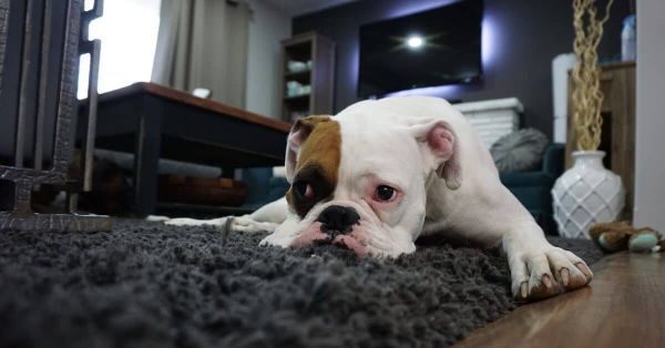 Top Best Dog Beds For Boxers