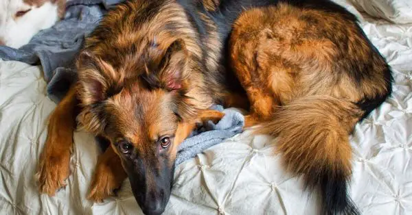 Dog Beds For German Shepherds