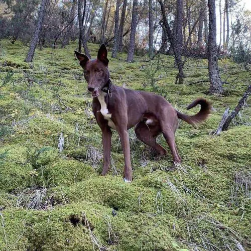 25 Greyhound Mix Breeds Dogs - WowPooch