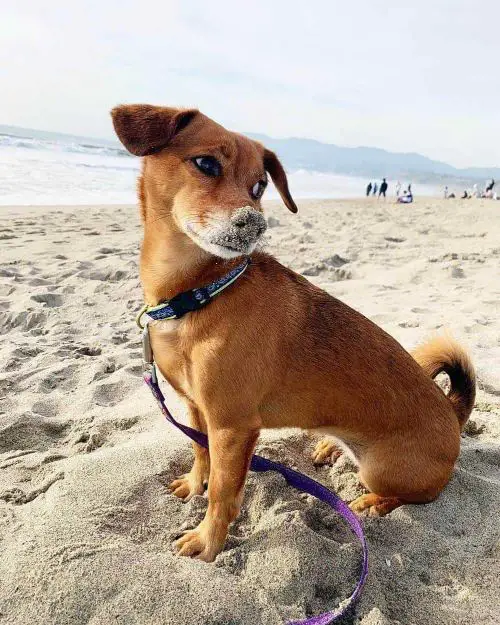 17 Awesome Shiba Inu Mixes For Non-Sporting Dog Breed Lovers