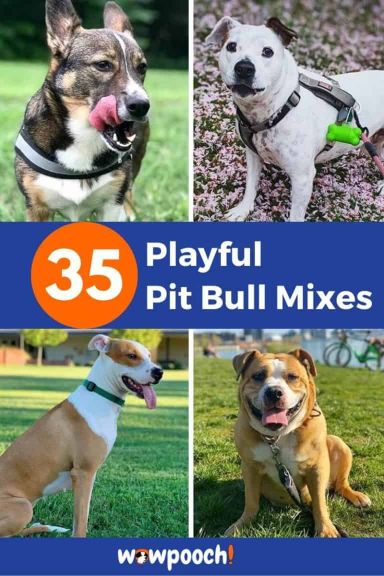 35 Pit Bull Mixes