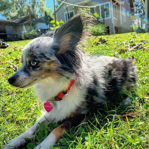 View Papillon Terrier Mix Dog Pics