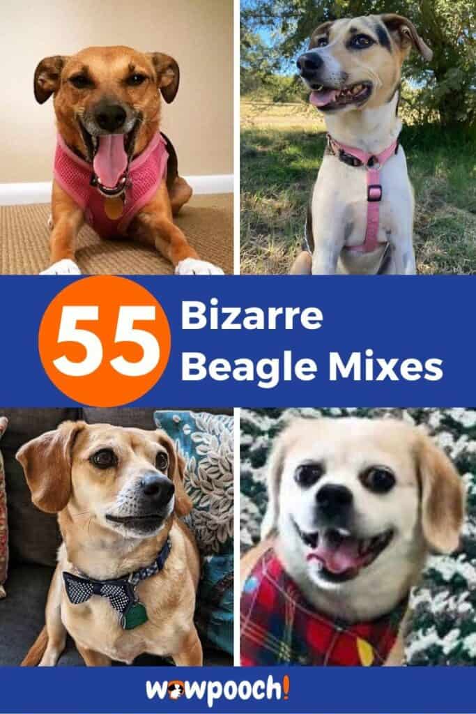 Beagle Mix Breed Dog List