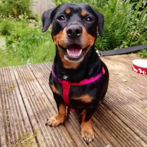 rottweiler dachshund