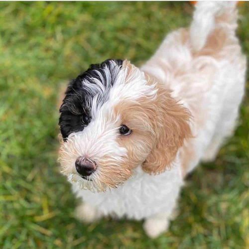 104 Adorable Poodle Mixes: Best Crossbreed Poodles For You - WowPooch