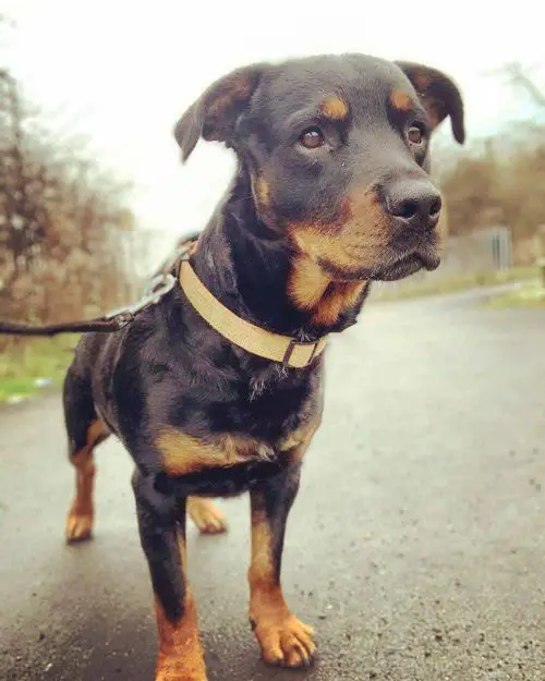 40 Brilliant Rottweiler Mixes - Discover The Perfect Rottie Mix - WowPooch