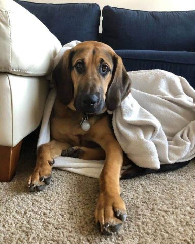 7 Powerful Bloodhound Mix Breed Dogs - WowPooch