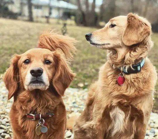 117 Super Spaniel Dog Mixes The Perfect List Of Spaniel Dog Breeds