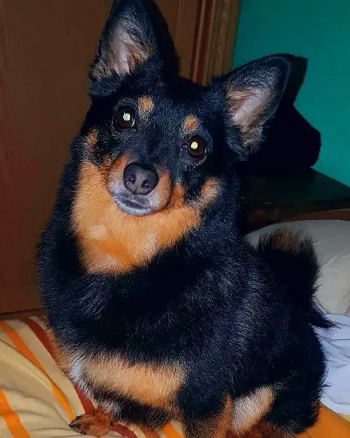 miniature pinscher pomeranian mix