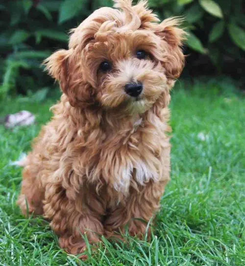 104 Adorable Poodle Mixes: Best Crossbreed Poodles For You - WowPooch