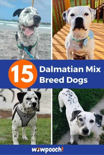15 Dalmatian Mixes