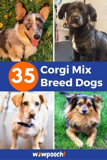 35 Corgi Mixes