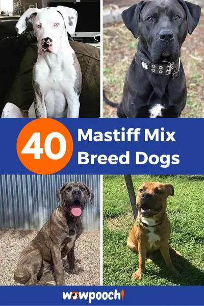 40 Mastiff Mix Breed Dogs